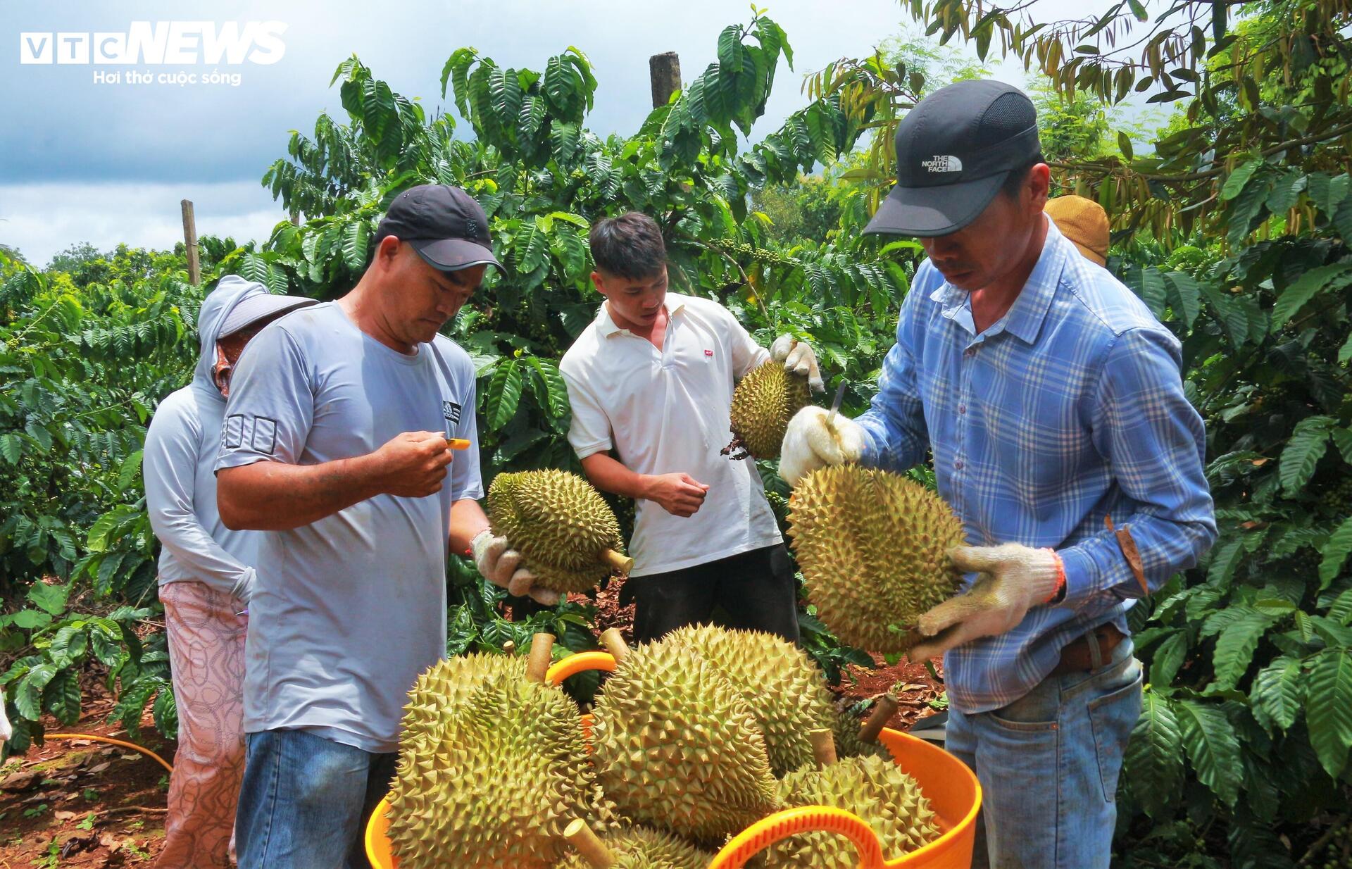 Sầu riêng sượng nước, nông dân Đắk Lắk bất lực nhìn giá rớt thảm - Ảnh 2