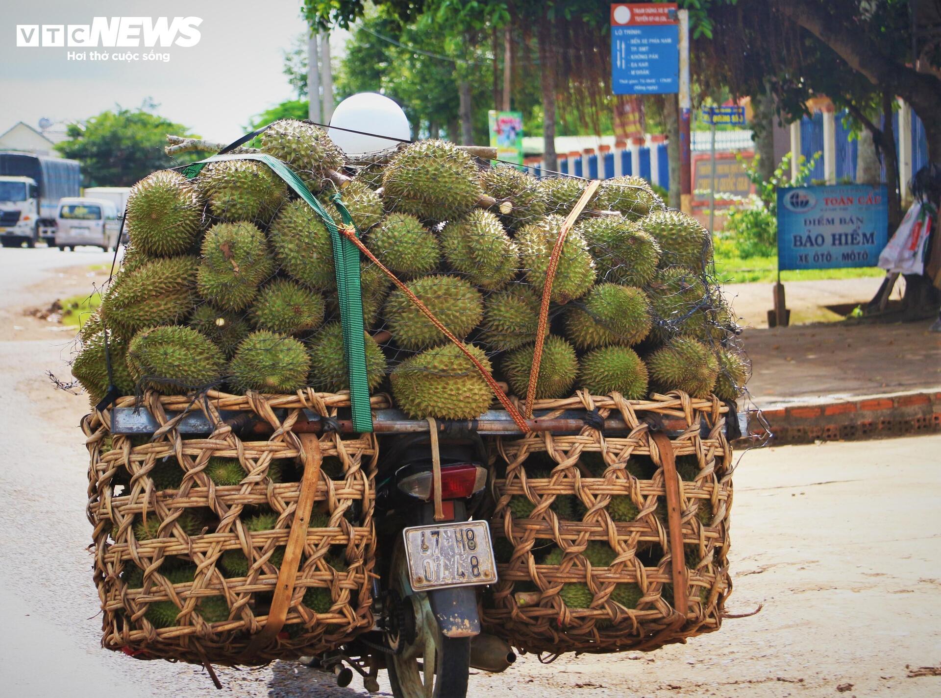 Sầu riêng sượng nước, nông dân Đắk Lắk bất lực nhìn giá rớt thảm - Ảnh 12