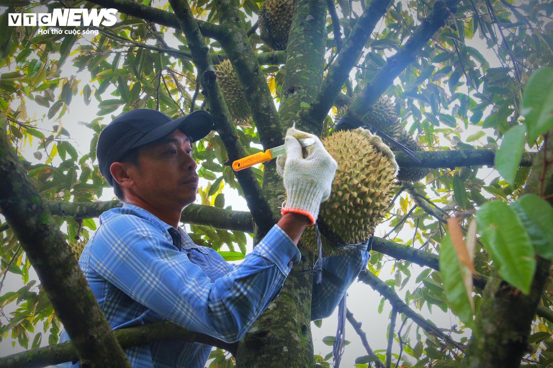Sầu riêng sượng nước, nông dân Đắk Lắk bất lực nhìn giá rớt thảm - Ảnh 9