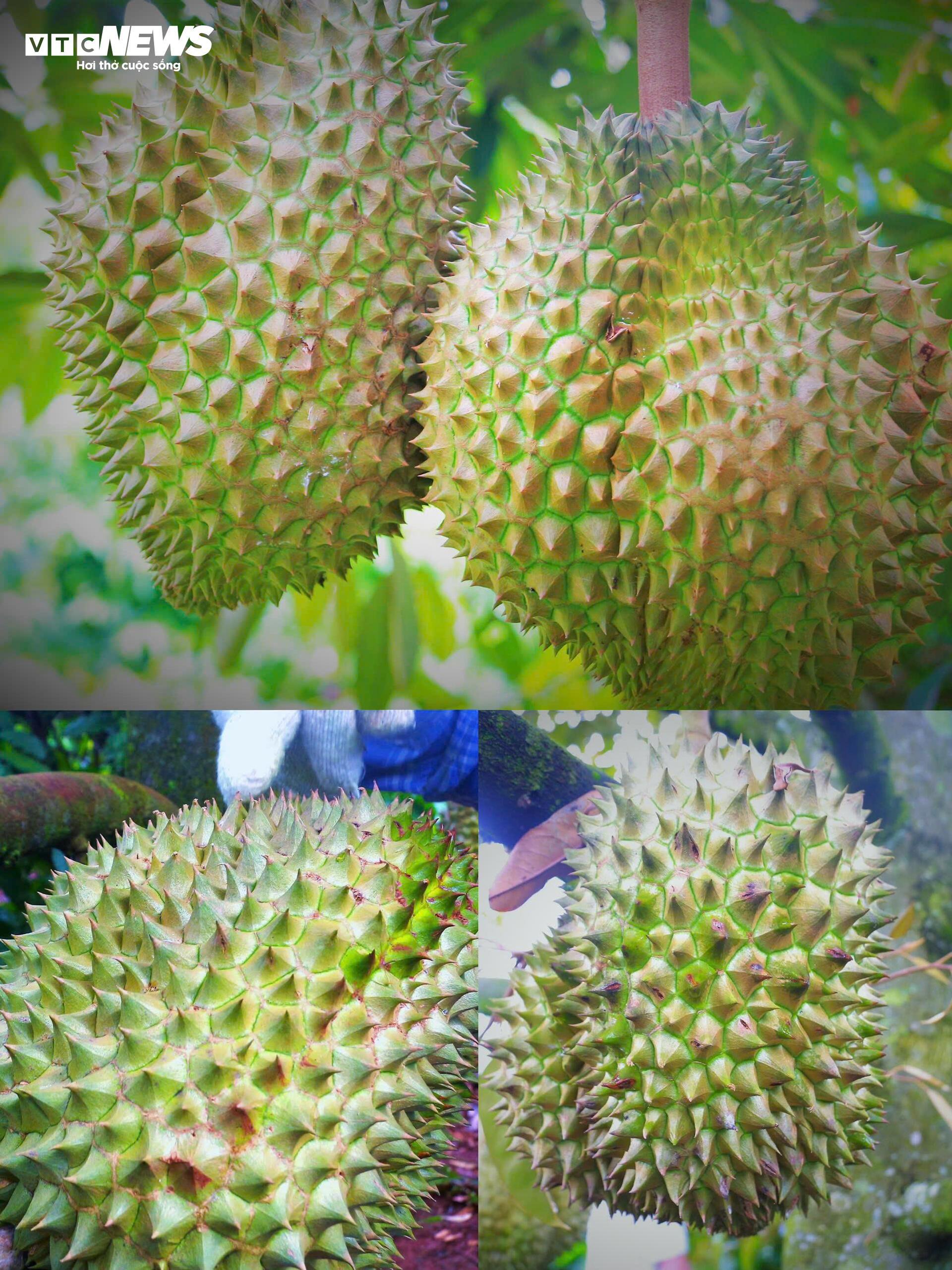 Sầu riêng sượng nước, nông dân Đắk Lắk bất lực nhìn giá rớt thảm - Ảnh 8