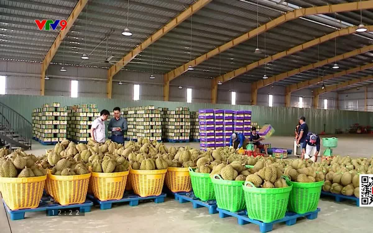 Giá sầu riêng xuất khẩu tăng trở lại - Ảnh 1