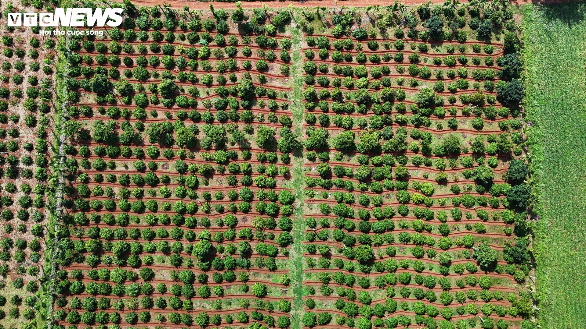 Sầu riêng sượng nước, nông dân Đắk Lắk bất lực nhìn giá rớt thảm - Ảnh 7