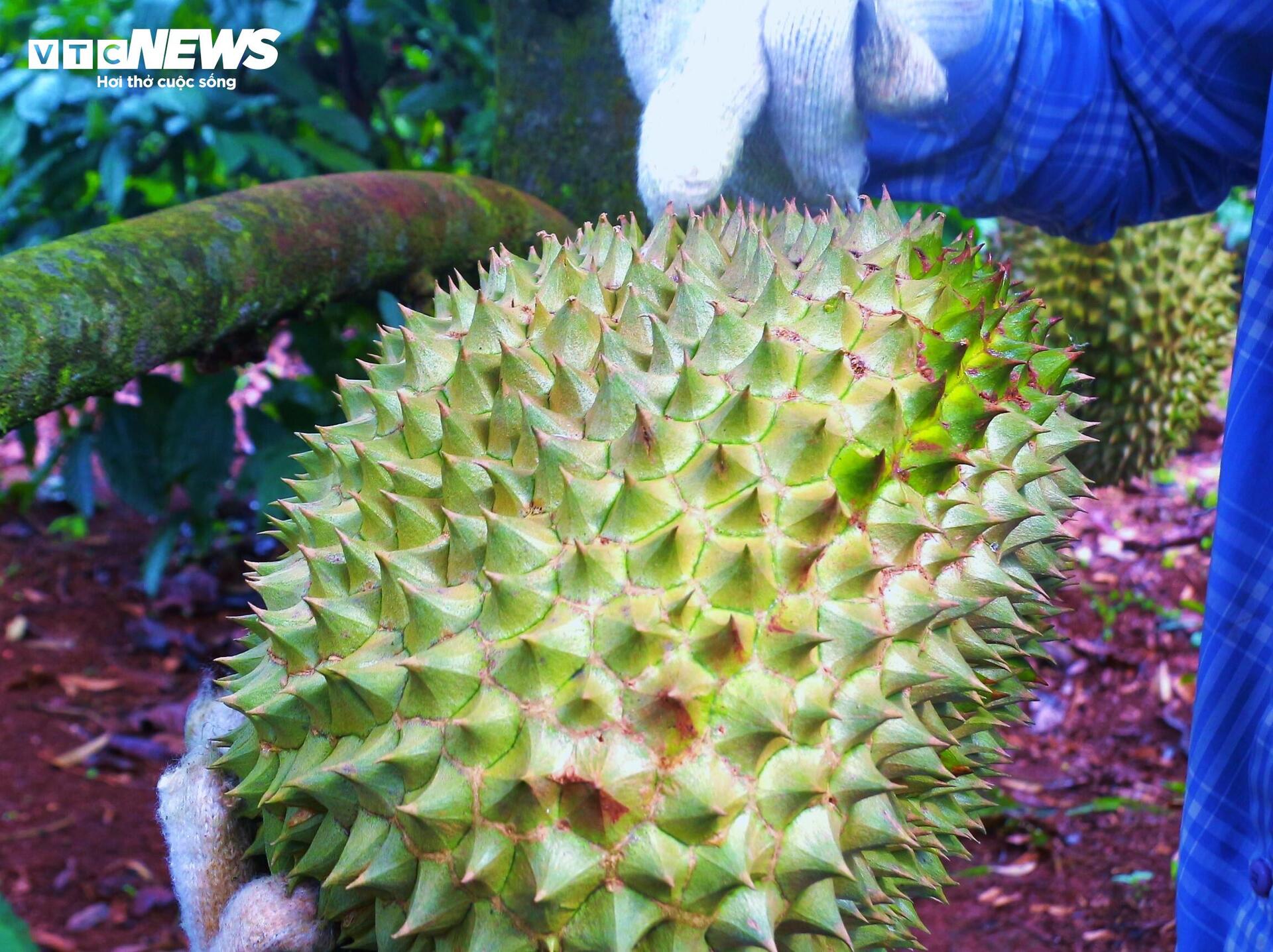 Sầu riêng sượng nước, nông dân Đắk Lắk bất lực nhìn giá rớt thảm - Ảnh 15