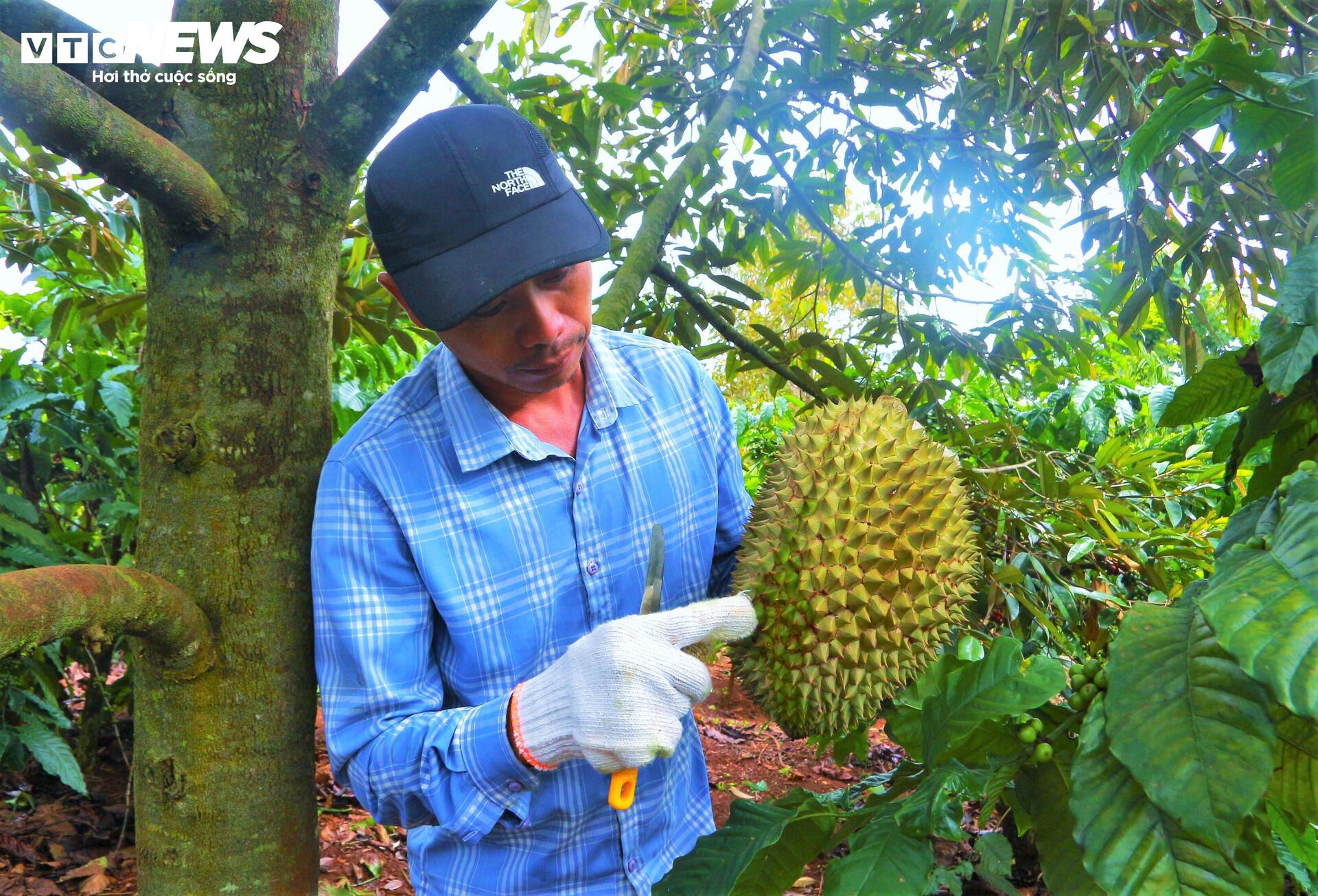 Sầu riêng sượng nước, nông dân Đắk Lắk bất lực nhìn giá rớt thảm - Ảnh 3