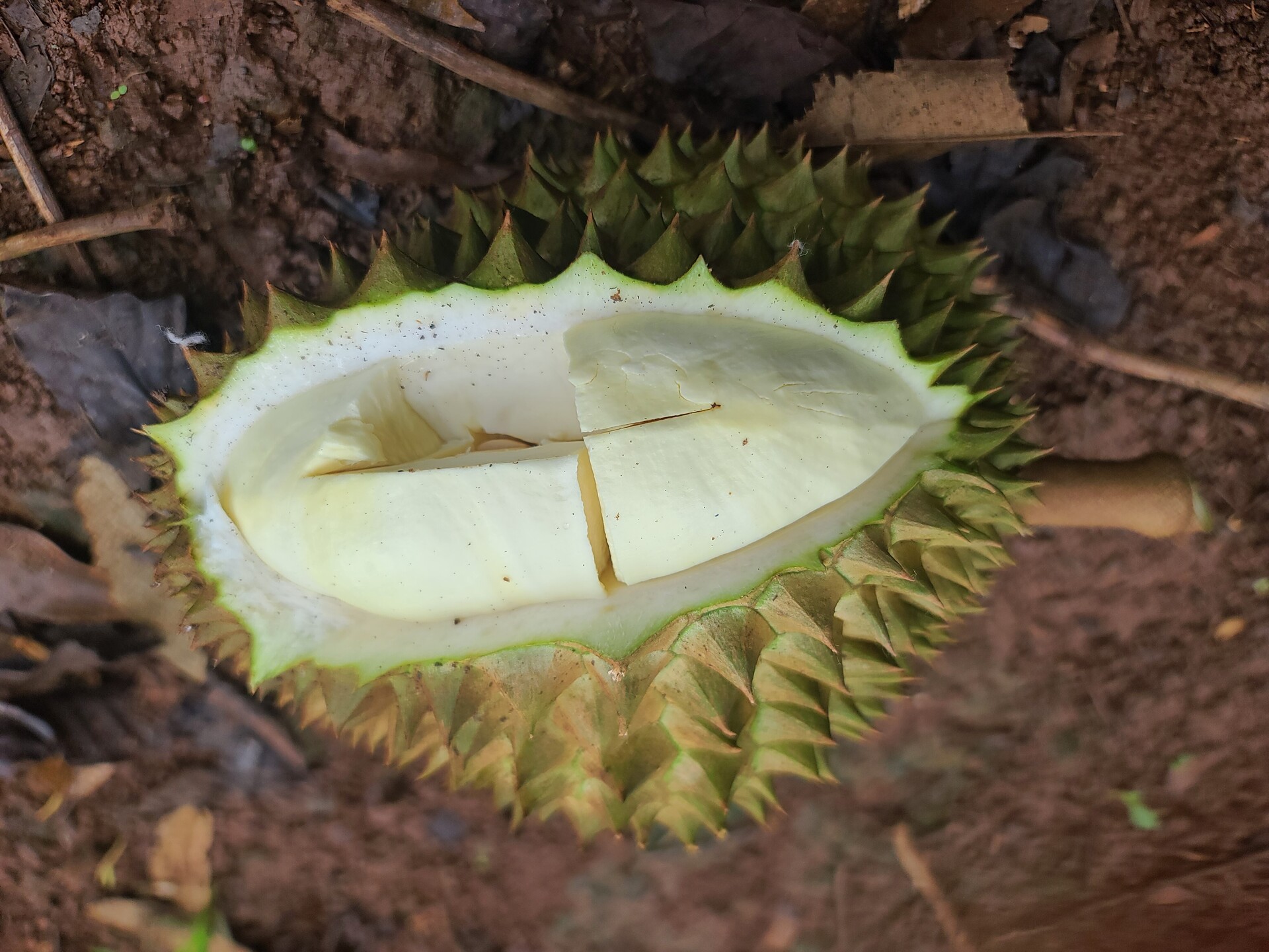 Sầu riêng sượng nước, nông dân Đắk Lắk bất lực nhìn giá rớt thảm - Ảnh 5