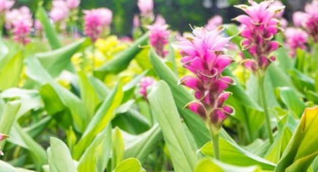 Việt Nam sở hữu một mặt hàng được mệnh danh ‘mỏ vàng vùi dưới lòng đất’: Thu về hơn 40 triệu USD kể từ đầu năm, 110 doanh nghiệp đang tham gia ‘đào vàng’ - Ảnh 1