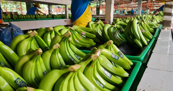Không phải sầu riêng, 'siêu trái cây' của Việt Nam được Nhật Bản ngày càng ưa chuộng: Sắp hưởng ưu đãi thuế 0%, xuất khẩu tăng 14 lần
