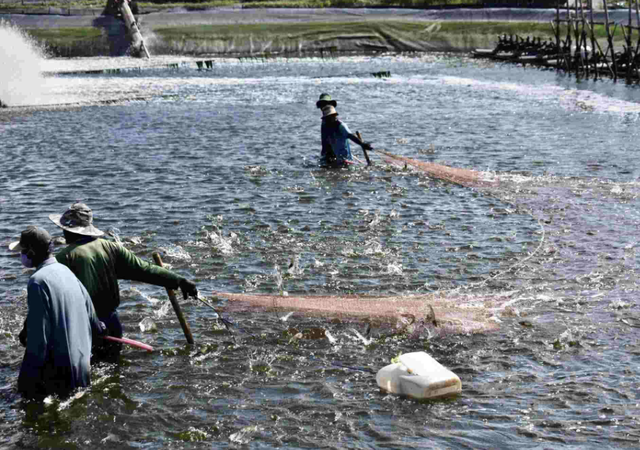 Việt Nam dẫn đầu toàn cầu về một chỉ tiêu quan trọng, là gì vậy? - Ảnh 1