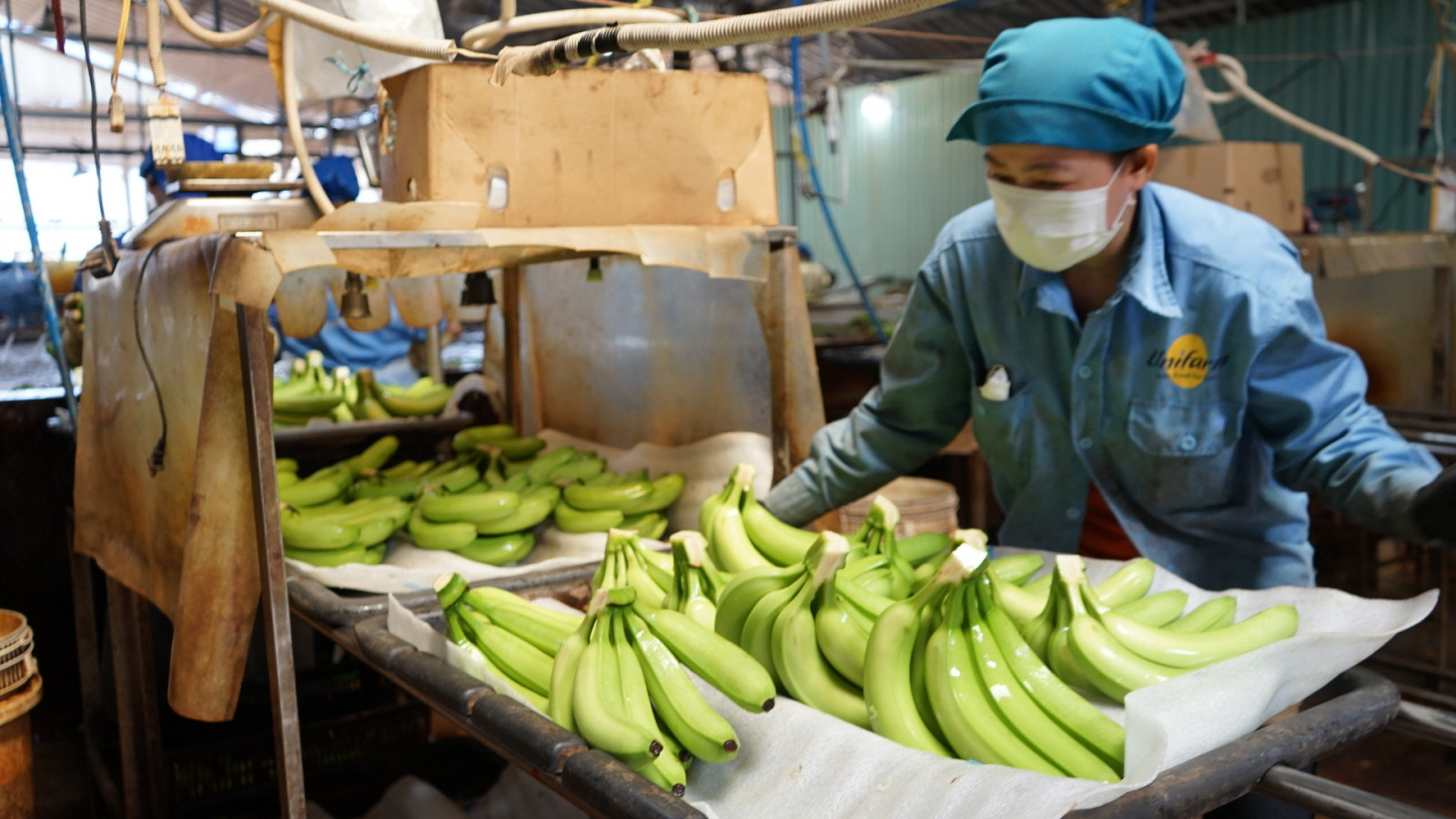 Loại quả "trăm triệu USD" của Việt Nam lọt Top 10 thế giới: Riêng Trung Quốc chốt đơn 1,69 triệu tấn - Ảnh 2