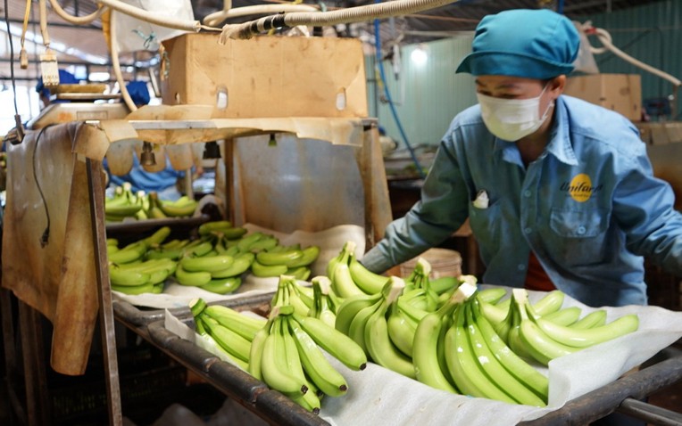 Loại quả "trăm triệu USD" của Việt Nam lọt Top 10 thế giới: Riêng Trung Quốc chốt đơn 1,69 triệu tấn - Ảnh 1