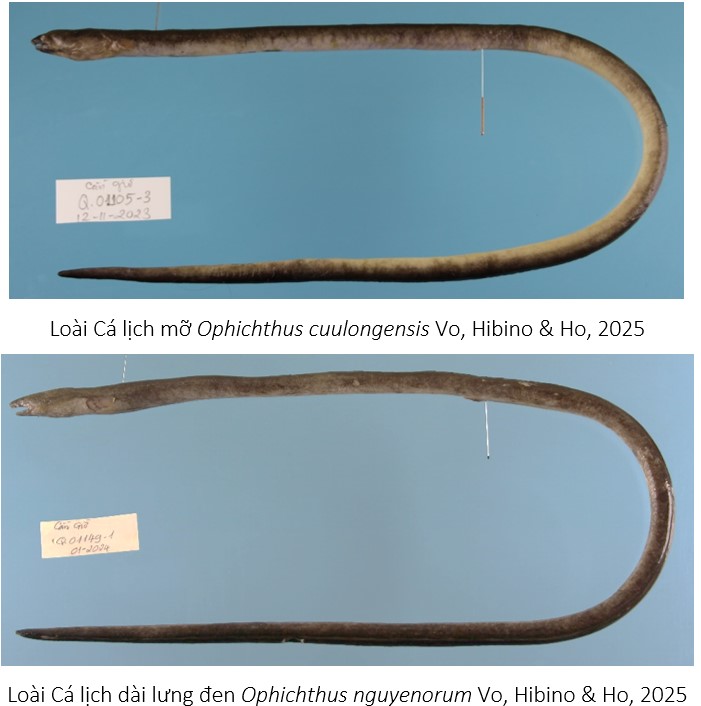 Hai “kho báu sống” dưới đáy biển Việt Nam lần đầu được phát hiện: Giới khoa học lập tức lên tiếng bảo vệ - Ảnh 1