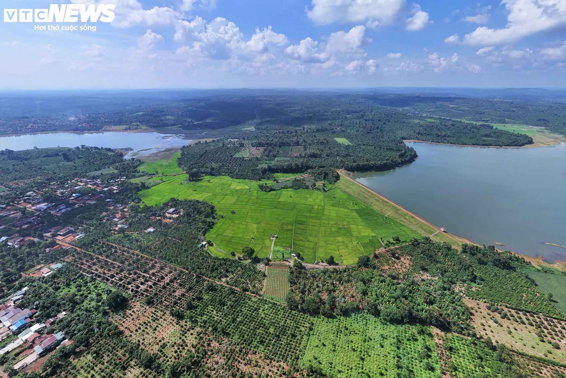 Sầu riêng sượng nước, nông dân Đắk Lắk bất lực nhìn giá rớt thảm - Ảnh 10