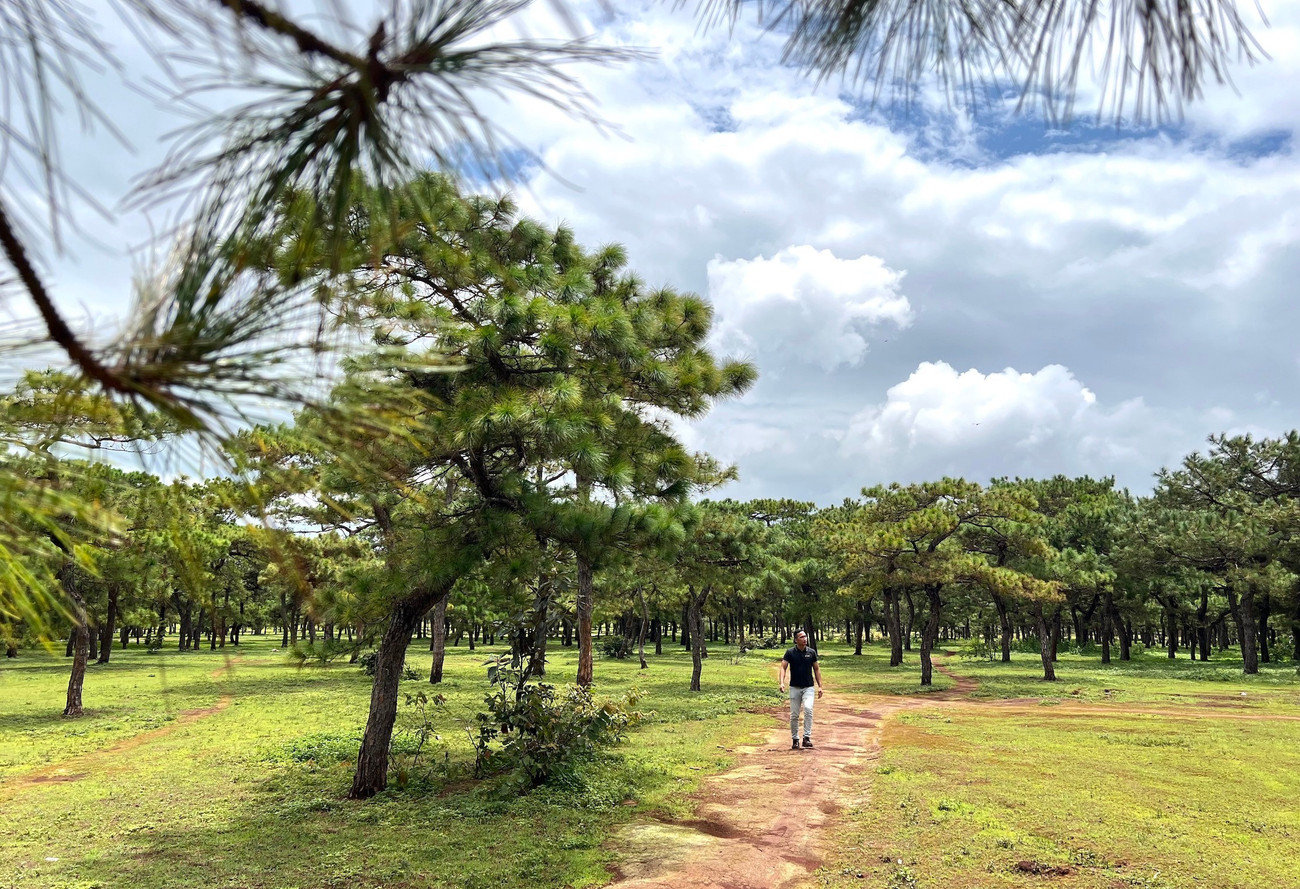 Toàn cảnh rừng thông làm dự án sân golf FLC dang dở, đang điều chỉnh quy hoạch - Ảnh 4