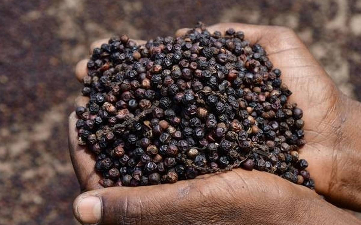 Hồ tiêu Việt Nam 'một mình một chợ' dù cả thế giới liêu xiêu - Ảnh 1