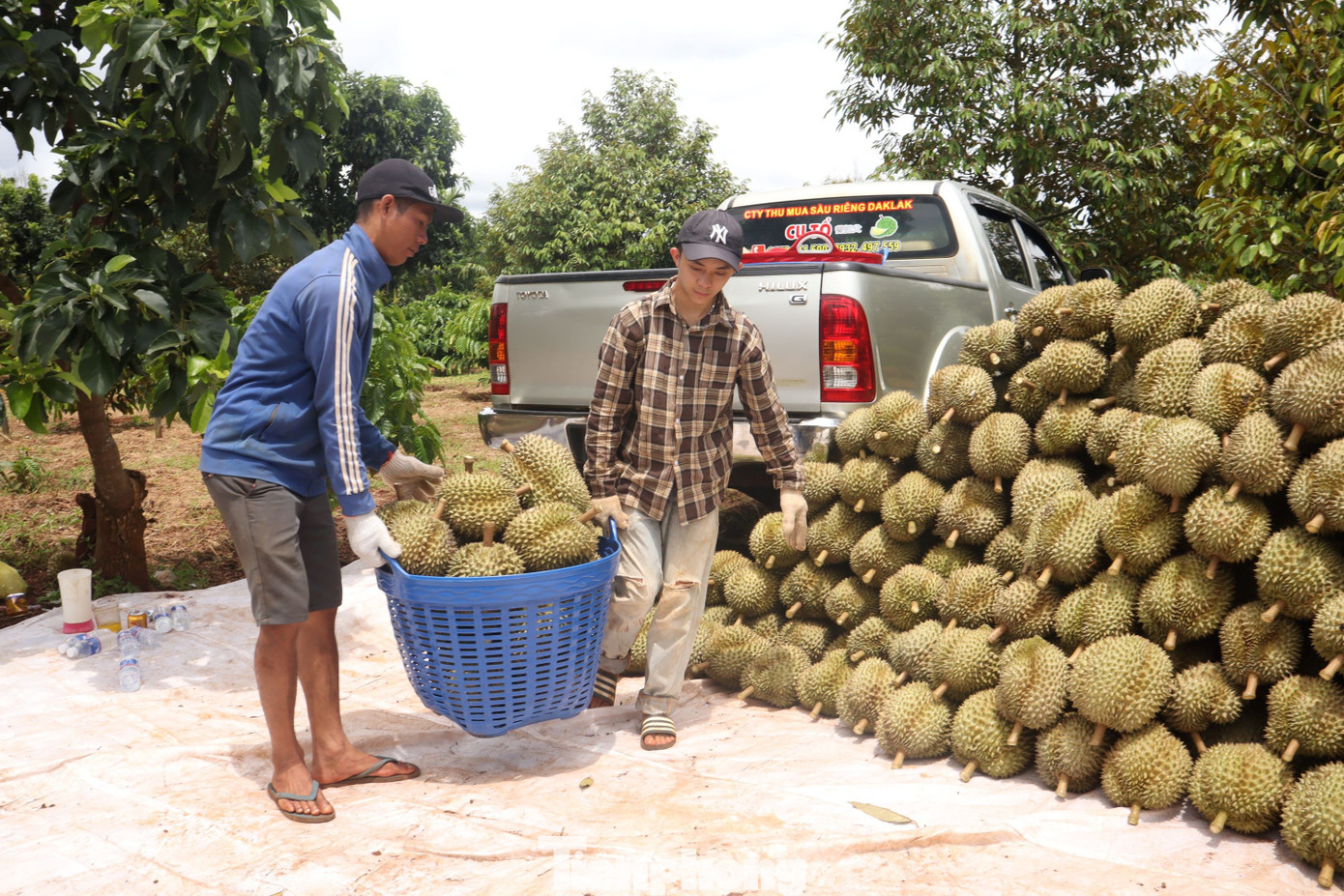 Xe container rồng rắn đi thu mua sầu riêng - Ảnh 1