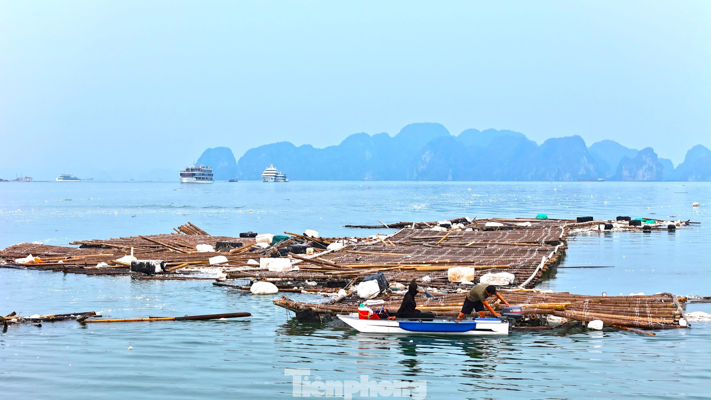 Chuyện gì đang xảy ra với hàu Quảng Ninh? - Ảnh 3