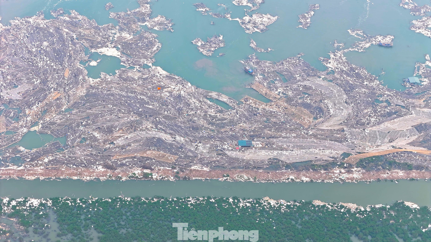 Chuyện gì đang xảy ra với hàu Quảng Ninh? - Ảnh 2