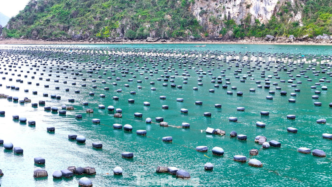 Chuyện gì đang xảy ra với hàu Quảng Ninh? - Ảnh 7