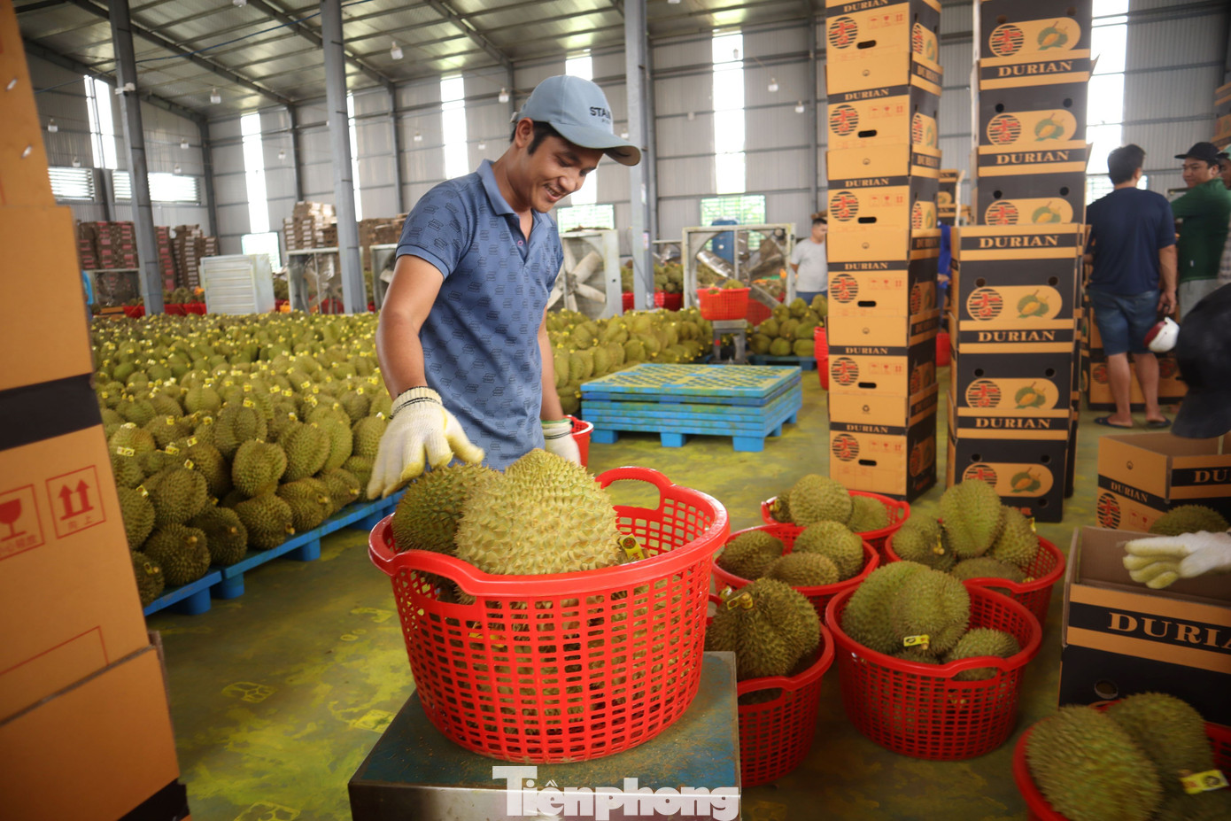 Xe container rồng rắn đi thu mua sầu riêng - Ảnh 2