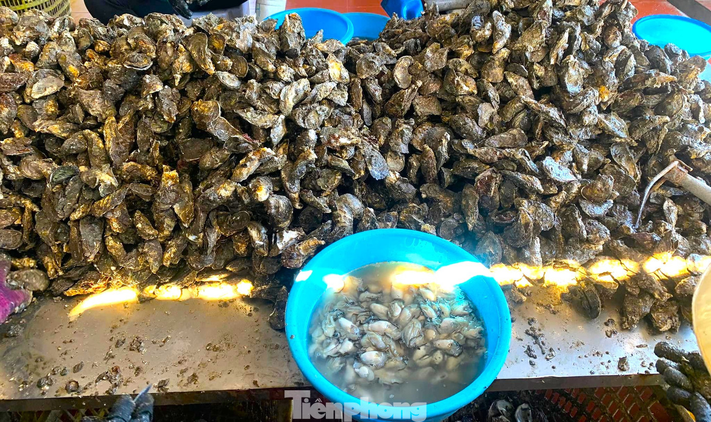 Chuyện gì đang xảy ra với hàu Quảng Ninh? - Ảnh 9