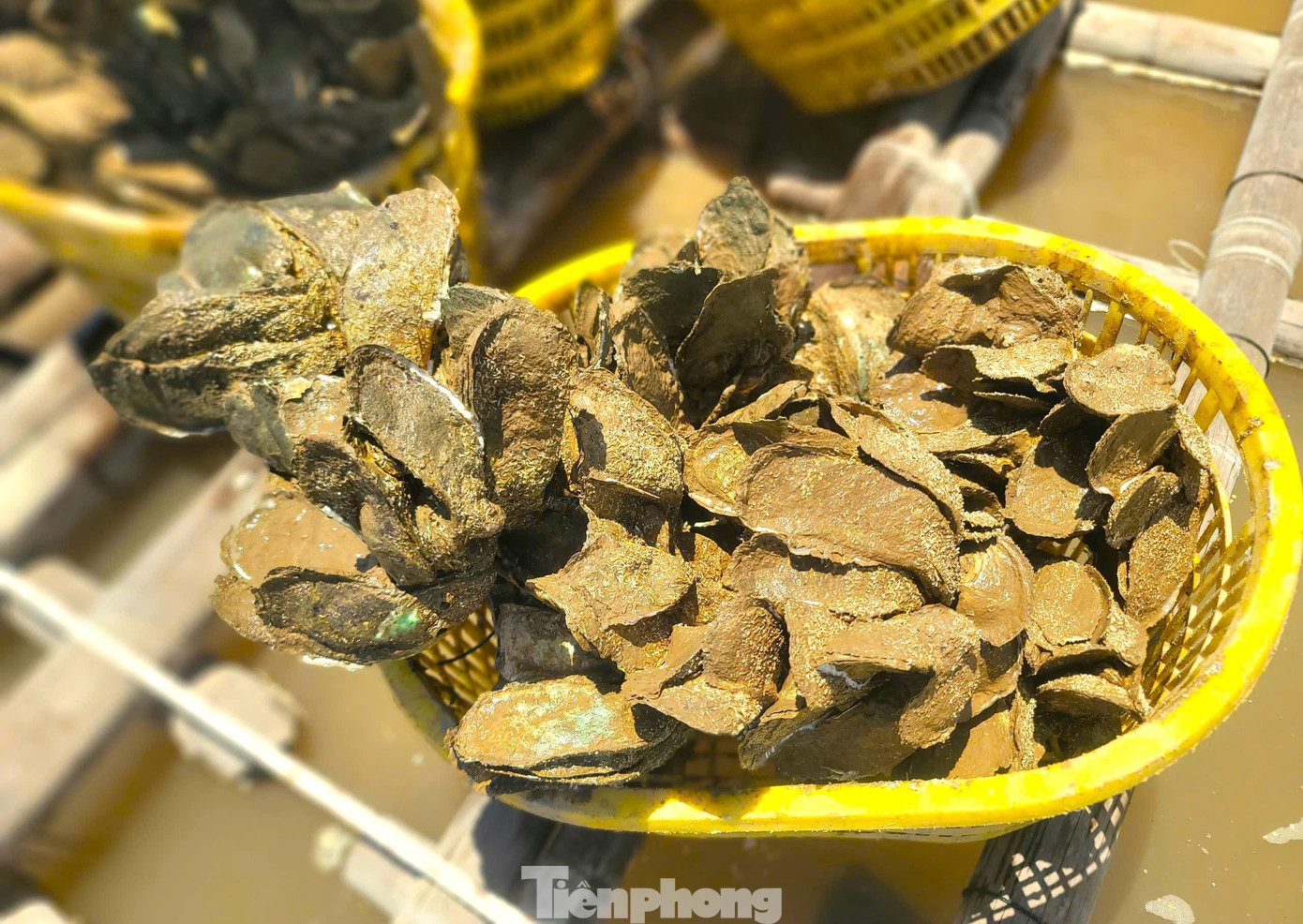 Thủ phủ hàu Vân Đồn điêu đứng, hàng Trung Quốc giá rẻ tràn lan - Ảnh 2