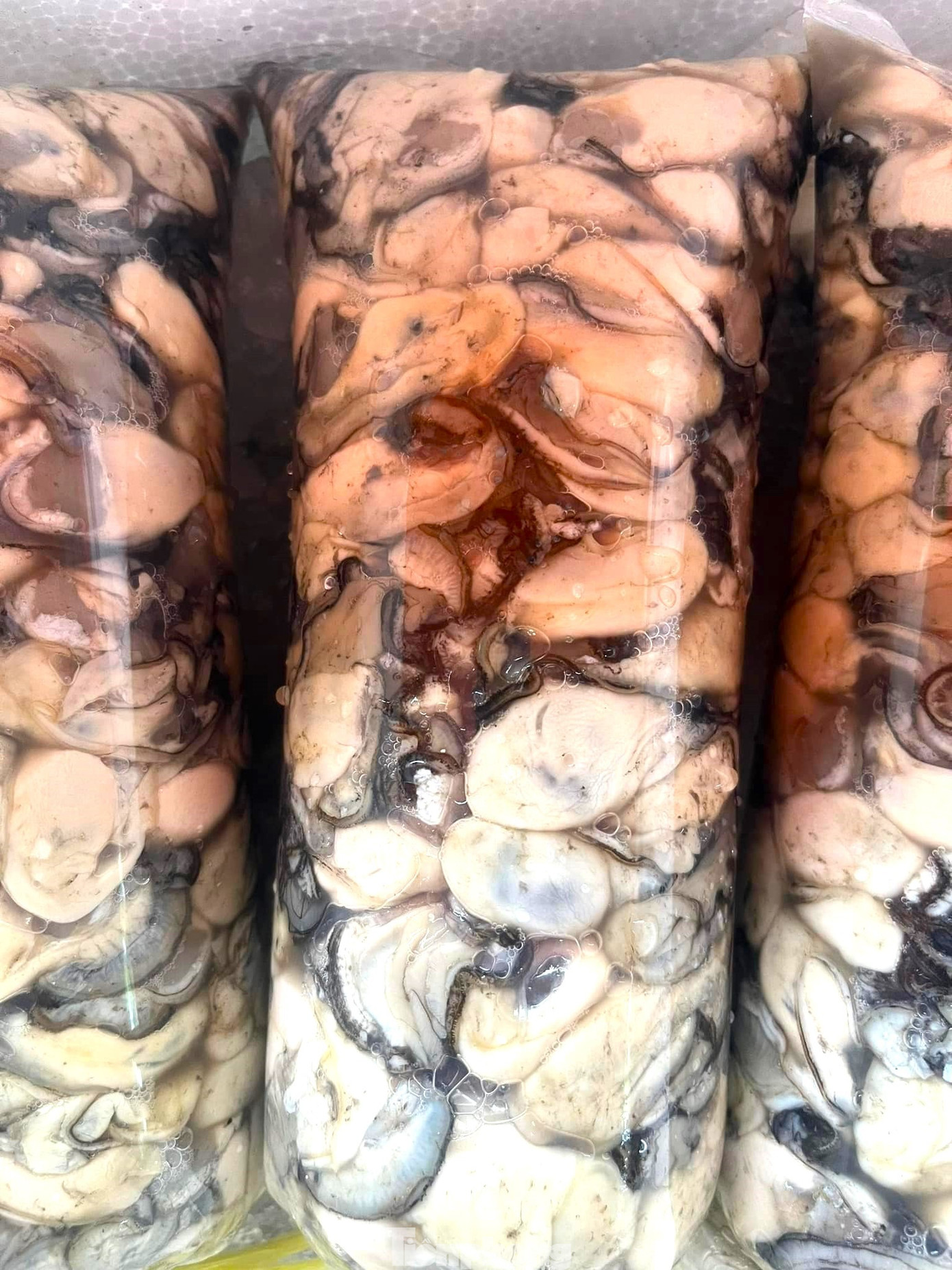 Chuyện gì đang xảy ra với hàu Quảng Ninh? - Ảnh 11