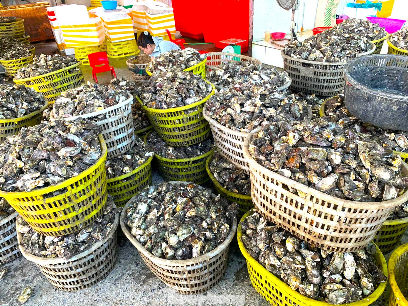 Chuyện gì đang xảy ra với hàu Quảng Ninh? - Ảnh 8