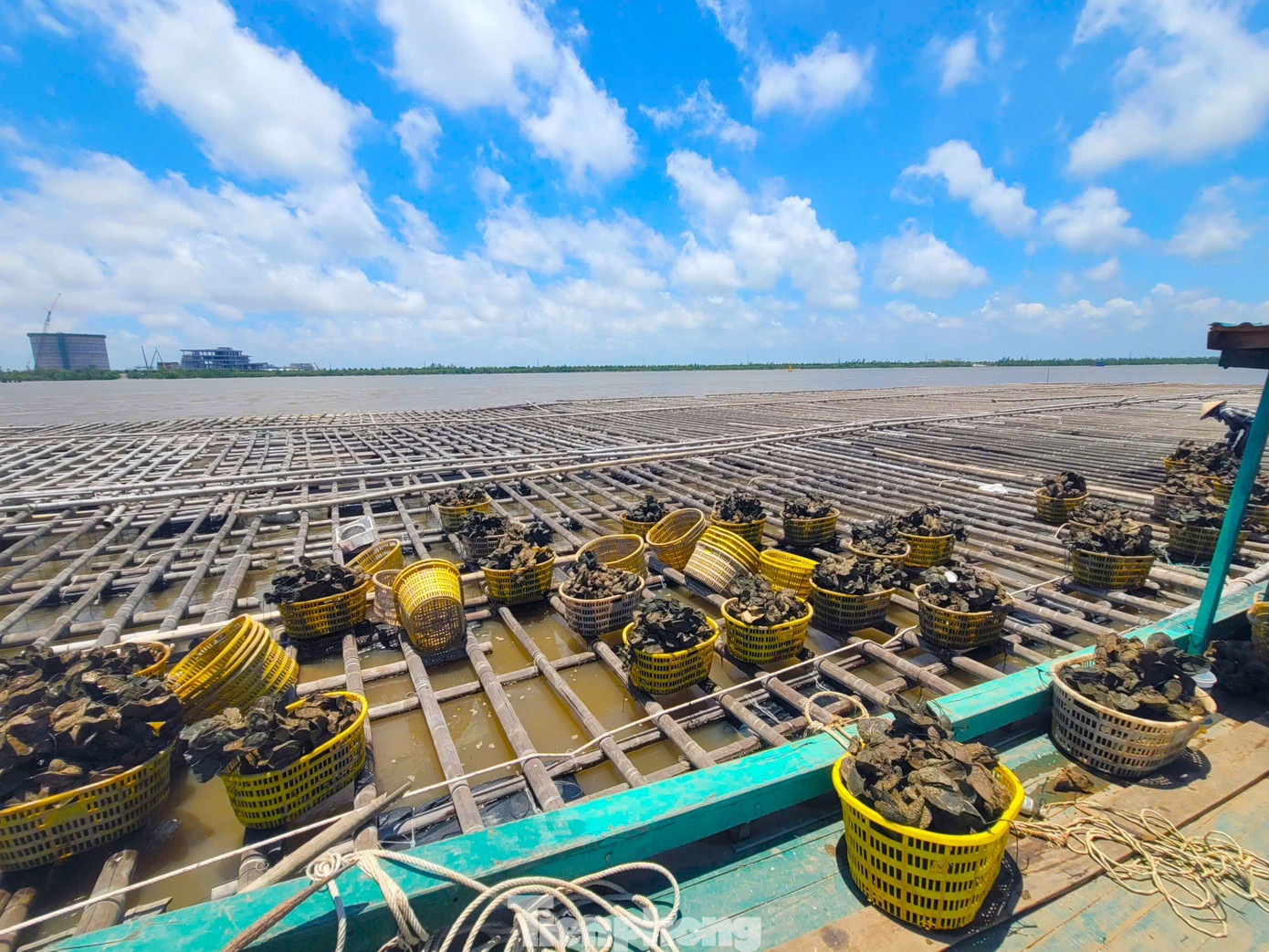 Chuyện gì đang xảy ra với hàu Quảng Ninh? - Ảnh 1