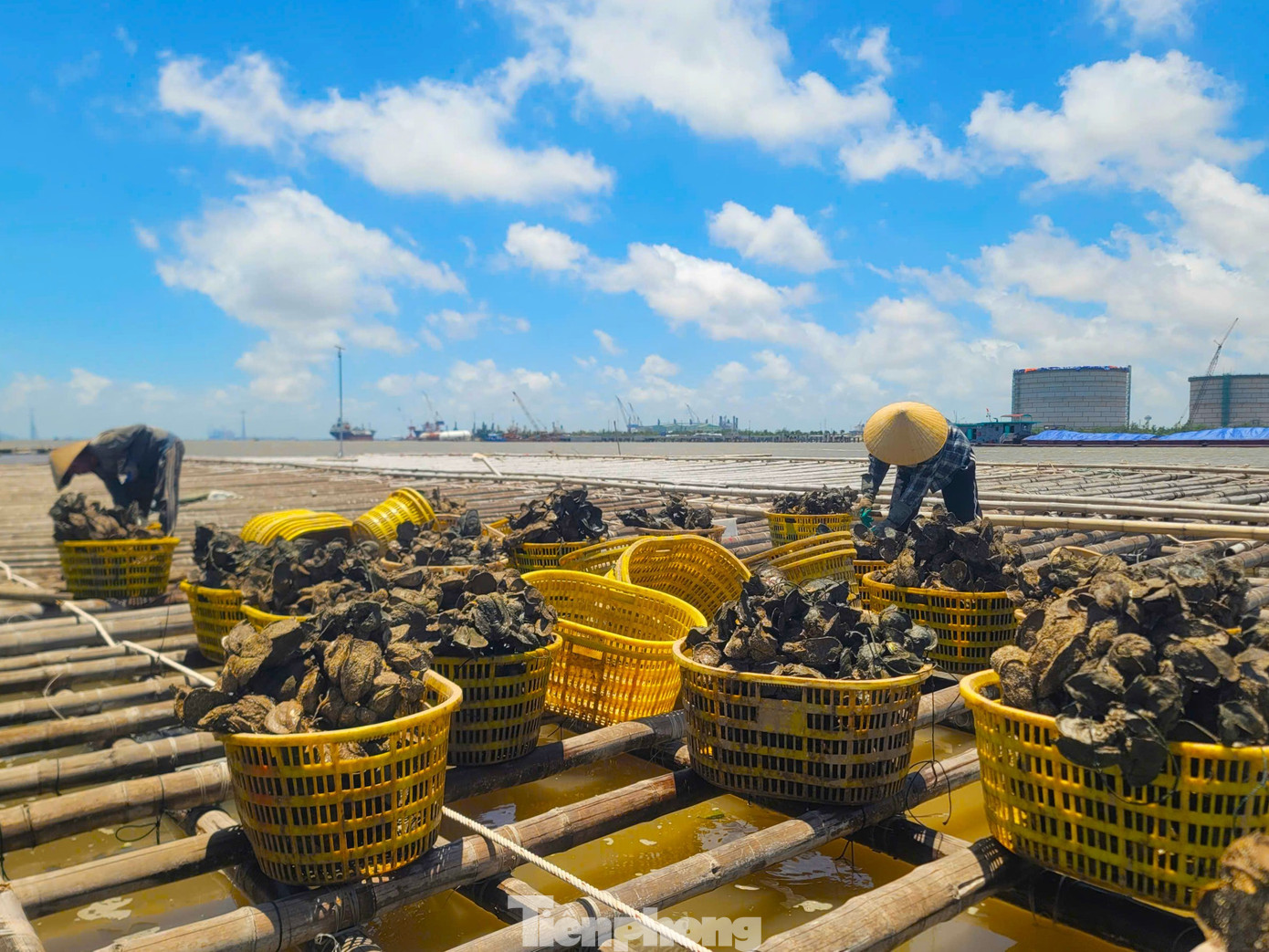 Chuyện gì đang xảy ra với hàu Quảng Ninh? - Ảnh 6