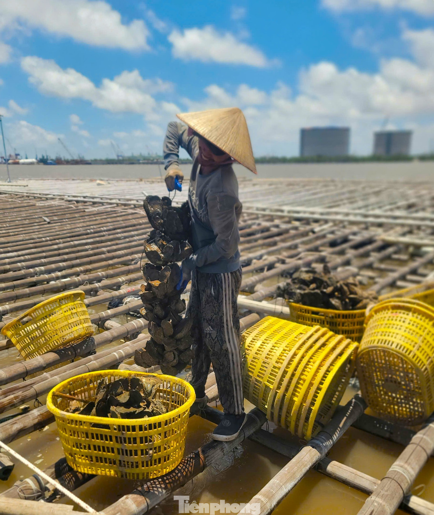 Chuyện gì đang xảy ra với hàu Quảng Ninh? - Ảnh 5