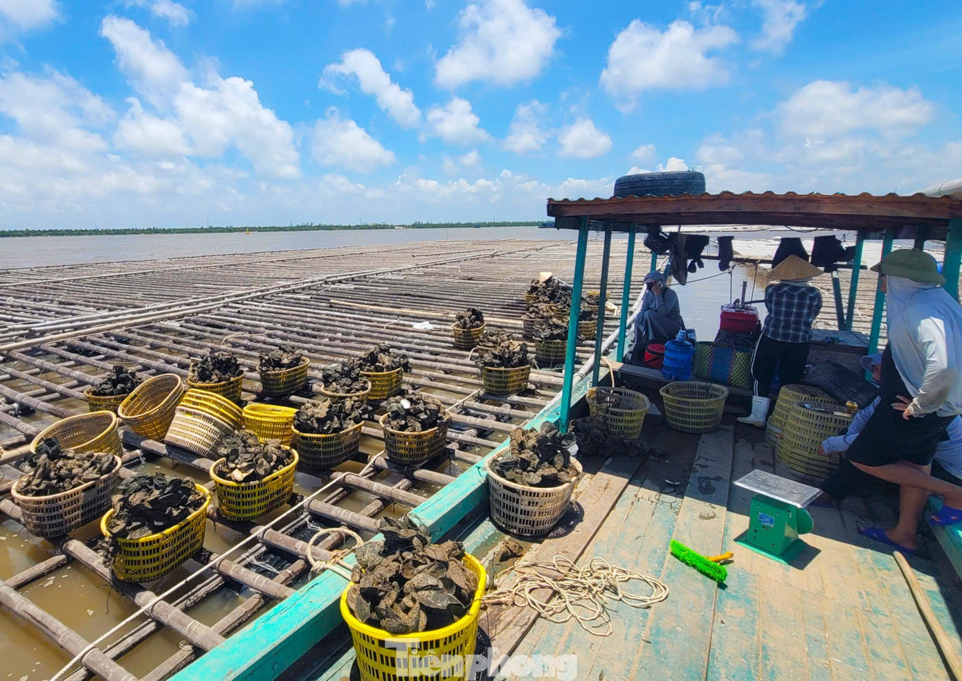 Chuyện gì đang xảy ra với hàu Quảng Ninh? - Ảnh 4