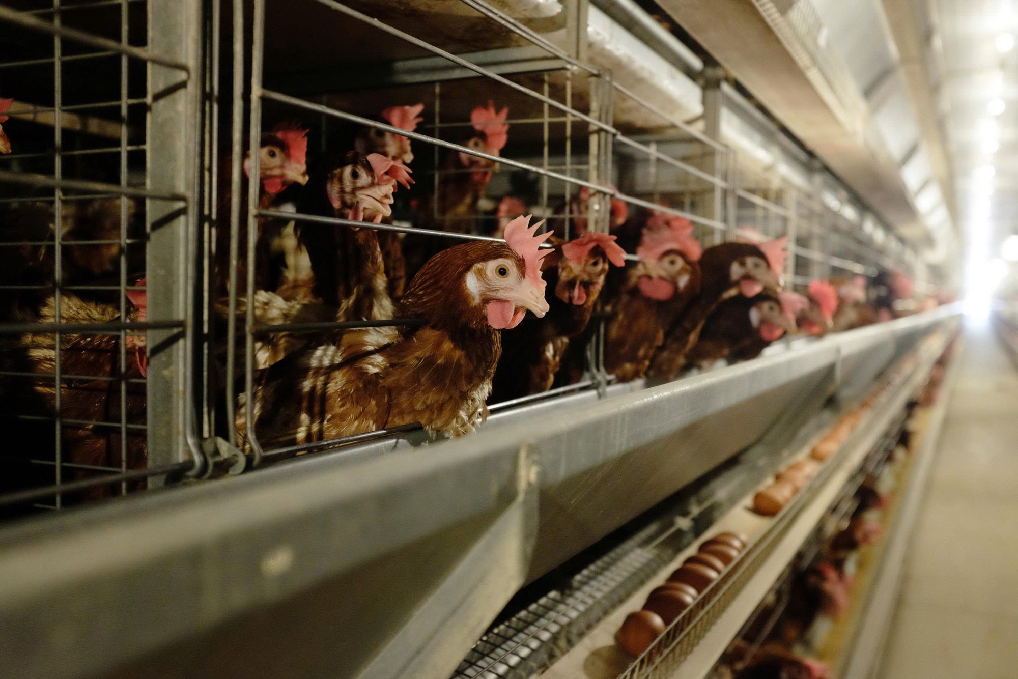 Đàn gà của tỷ phú Trần Đình Long đẻ 1 triệu quả trứng mỗi ngày, lợi nhuận tăng trưởng 135% - Ảnh 3