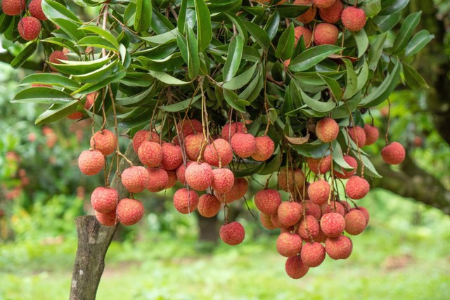 Đặc sản Việt Nam ghi nhận kỷ lục chưa từng có, vừa hết vụ đã có đối tác lớn từ Mỹ đặt hàng cho năm sau - Ảnh 2