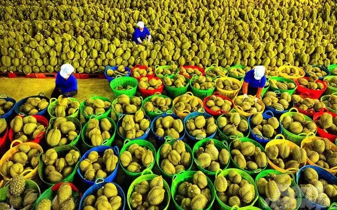 Rau quả Việt xuất sang Mỹ thu về hơn 300 triệu USD - Ảnh 1