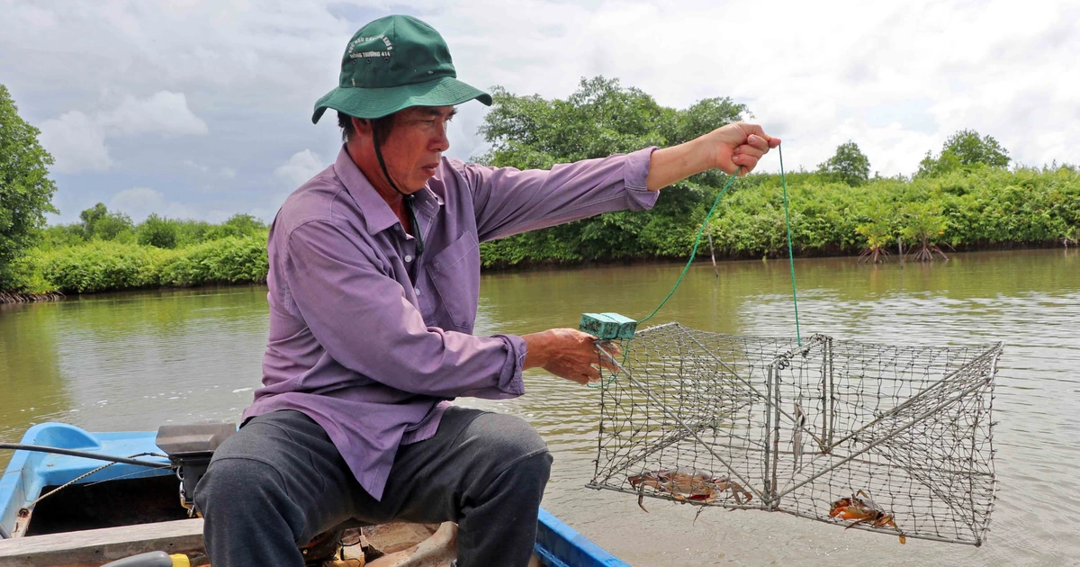 Cà Mau phấn đấu trở thành trung tâm nuôi cua lớn nhất cả nước
