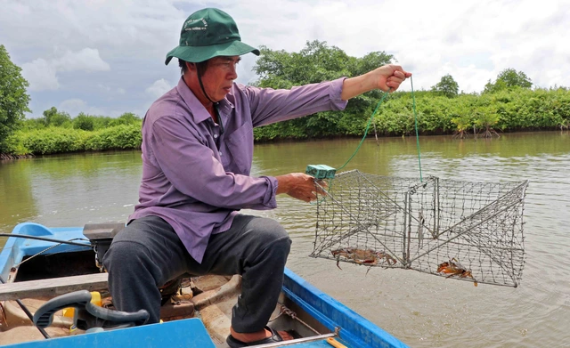 Cà Mau phấn đấu trở thành trung tâm nuôi cua lớn nhất cả nước - Ảnh 1