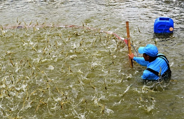 Ngành tôm Cà Mau: Trụ cột tăng trưởng GRDP và ‘tham vọng trung tâm quốc gia’ - Ảnh 1