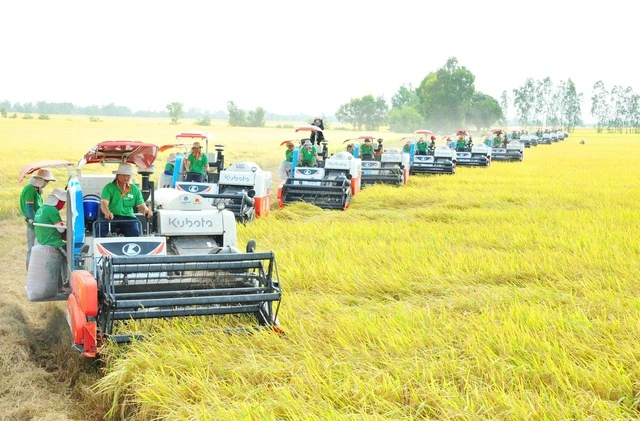 Hạt gạo vươn mình cùng đất nước - Ảnh 1
