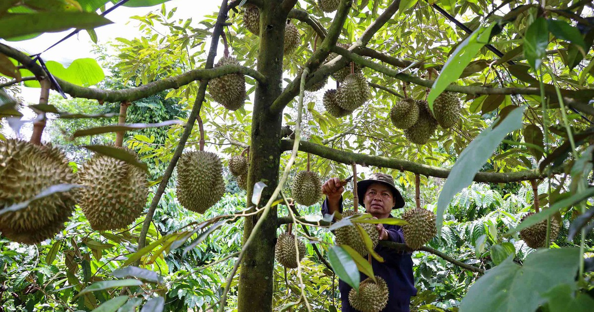 Sầu riêng có kịp tăng tốc đưa rau quả về đích?