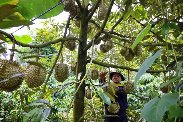 Sầu riêng có kịp tăng tốc đưa rau quả về đích? - Ảnh 1