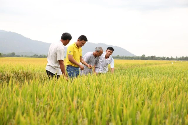 Phân bón Cà Mau đẩy mạnh hoạt động nghiên cứu, phát triển - Ảnh 1