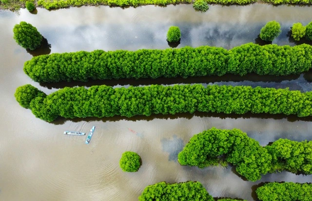 Ngành tôm Cà Mau: Trụ cột tăng trưởng GRDP và ‘tham vọng trung tâm quốc gia’ - Ảnh 2