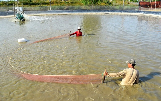 Ngành tôm Cà Mau: Trụ cột tăng trưởng GRDP và ‘tham vọng trung tâm quốc gia’ - Ảnh 3