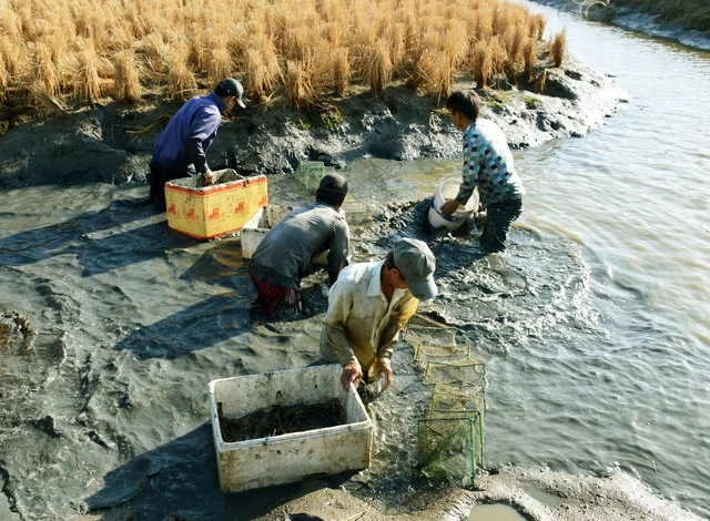 Ngành tôm Cà Mau: Trụ cột tăng trưởng GRDP và ‘tham vọng trung tâm quốc gia’ - Ảnh 5