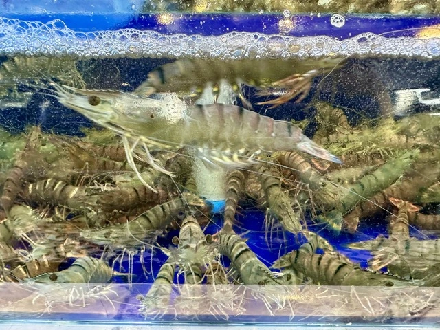 Ấn Độ chịu thuế đối ứng 25%, dòng chảy tôm vào Mỹ sẽ biến động - Ảnh 1