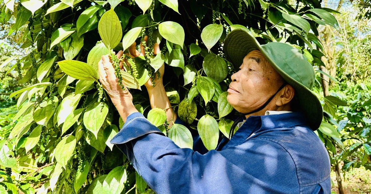 Công bố đầu mối gỡ vướng cho nông sản xuất khẩu qua Châu Âu