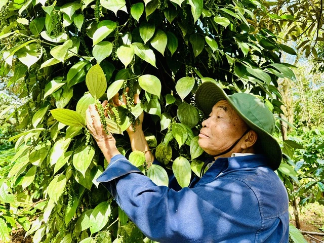 Công bố đầu mối gỡ vướng cho nông sản xuất khẩu qua Châu Âu - Ảnh 1