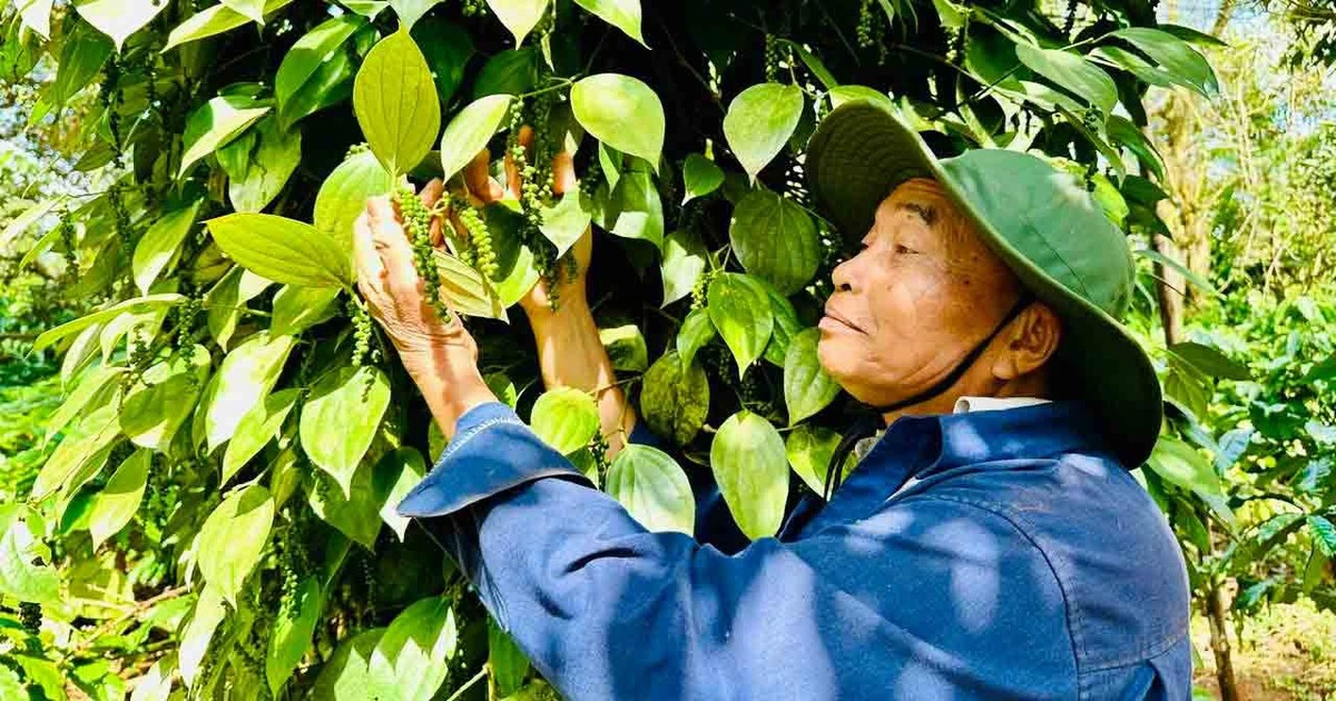 Nông sản xuất khẩu lại vướng thủ tục
