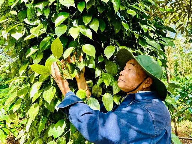 Nông sản xuất khẩu lại vướng thủ tục - Ảnh 1