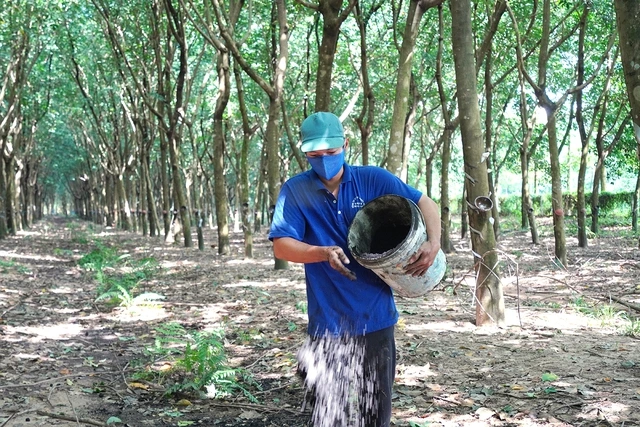 Hướng đi nông nghiệp xanh của các công ty cao su Việt Nam - Ảnh 2